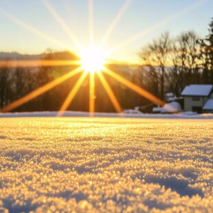 雪地阳光太阳生长