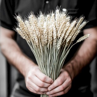 手持麦穗