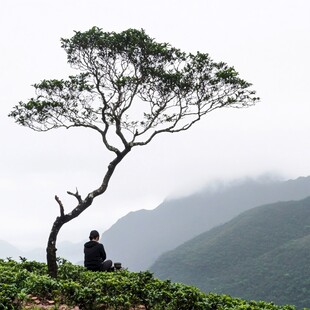 一棵孤独的茶树