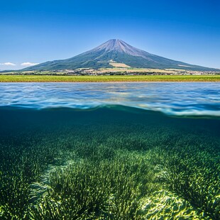 富士冠军