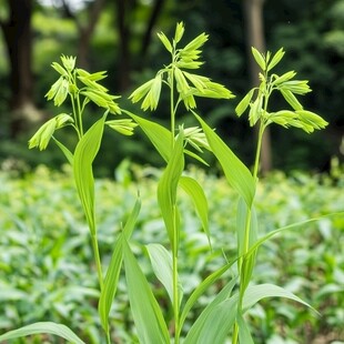 花秆南星