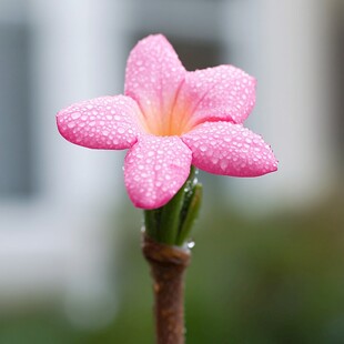 雨后火星花