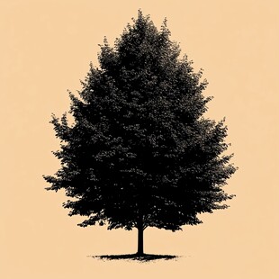 插画松树