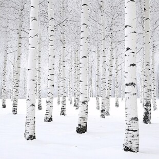 白桦树雪地光影