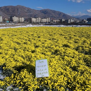 雪山高原油菜花