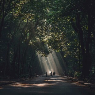 林荫路光影