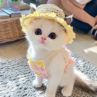 宠物猫服装效果图