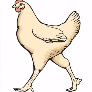 走地鸡插画
