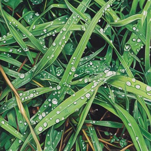 雨滴在棕榈叶上