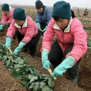 菜苔采摘