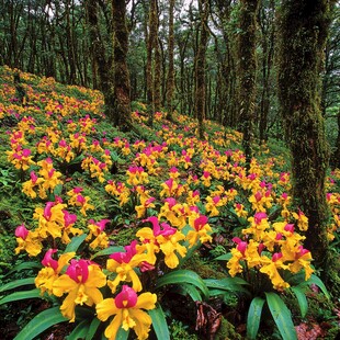 西南高山报春花