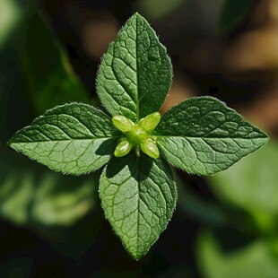 唇形科植物薄荷枝叶