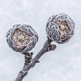 雪顶红梅