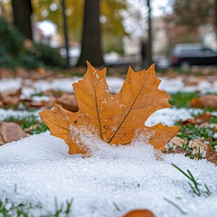 白雪与落叶