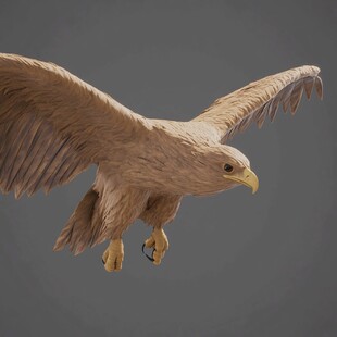 秃鹰标本模型