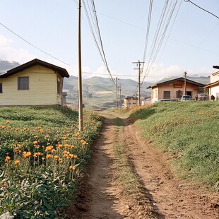 向日葵小路