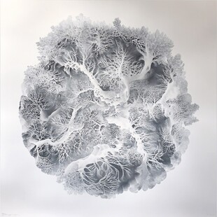 脑珊瑚标本