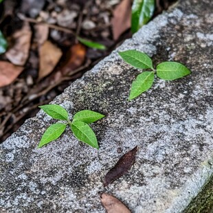 石头缝中的小草