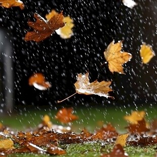 秋雨落叶