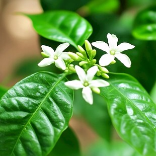 鸳鸯茉莉花开