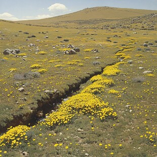 漫山遍野小黄花