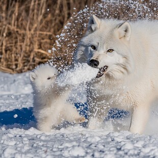 爱斯基摩雪橇犬