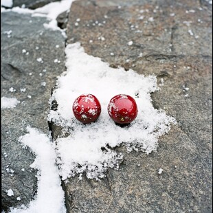 雪中小红果