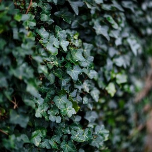 墙枝叶绿色植物常青藤