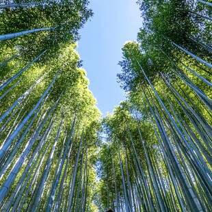 嵯峨野竹林