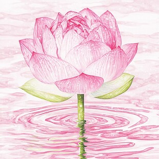 粉色荷花禅意荷花