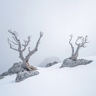 枯木雪景