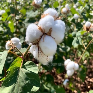 新疆棉花蜀葵棉花