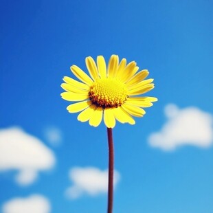 小雏菊天空