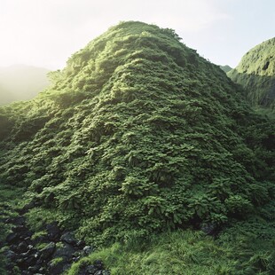 山顶翠柏