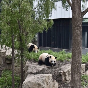 圆滚滚