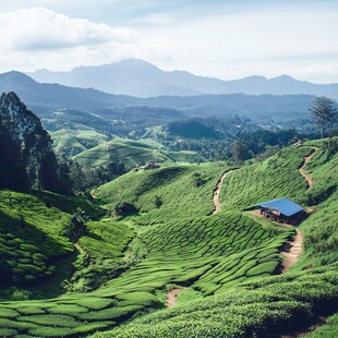 绿茶梯田