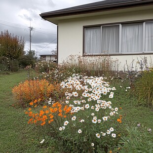 屋前的野花