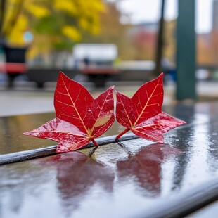 雨中红色冬青叶