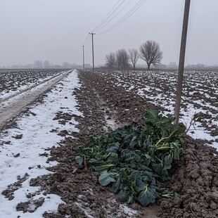 雪天菜地