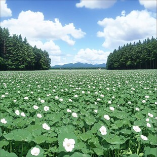 富良野花田