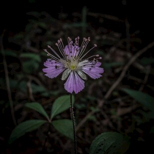 粉花炸酱草