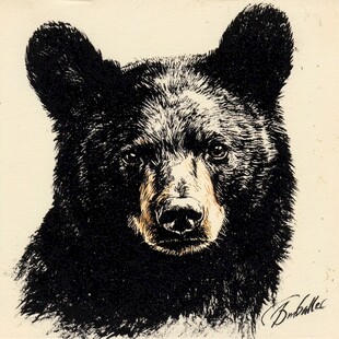bear的肖像