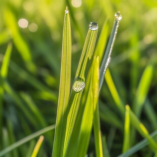 草尖上露水