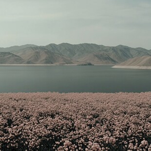 高原花海湖泊