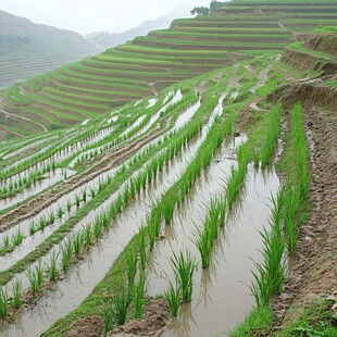 雨中的水田