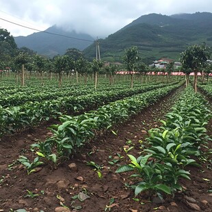 杭椒种植基地