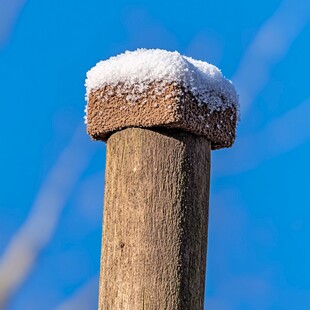 老枝杆积雪