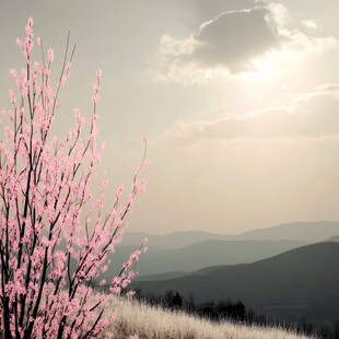 山顶梅花