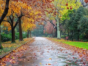 下雨天的悬铃木落叶