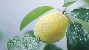 雨露青梨